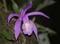 Early Blooming Pleione
